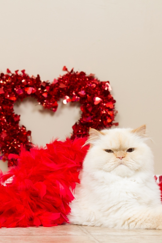 Большой пушистый кот с красным сердцем