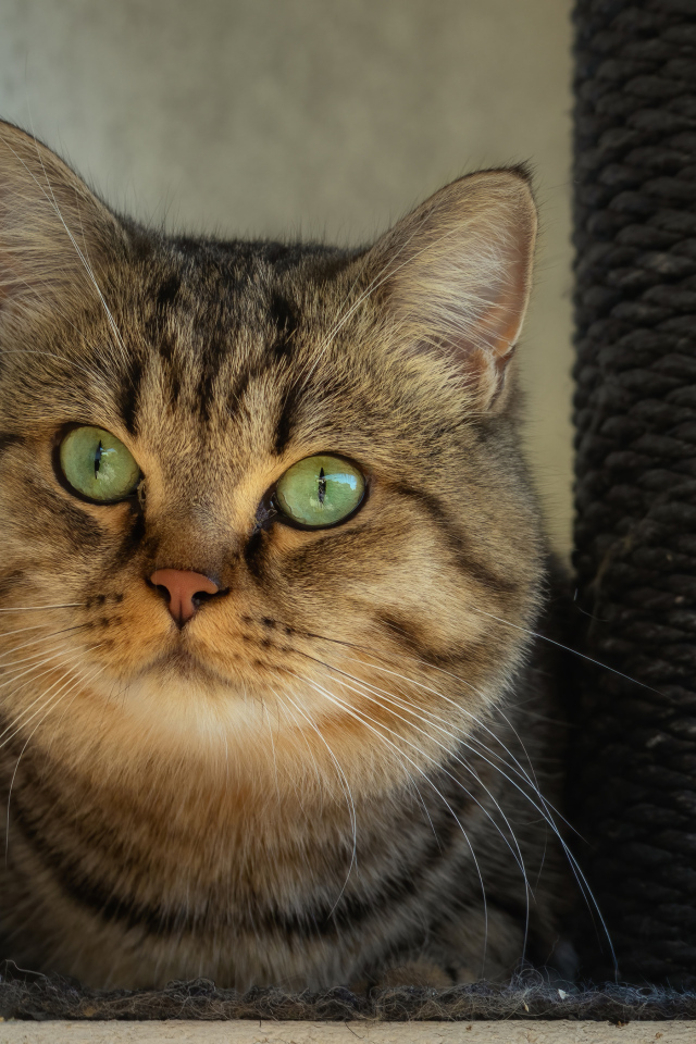 Большой серый кот с зелеными глазами