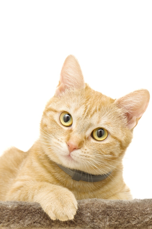 Большой рыжий кот на белом фоне