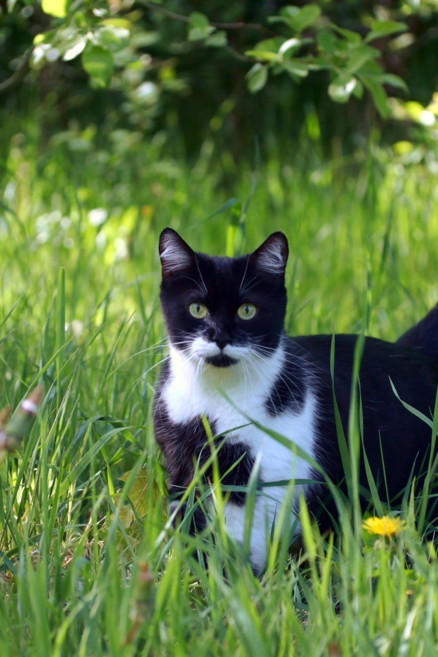 Черно-белый кот в зеленой траве
