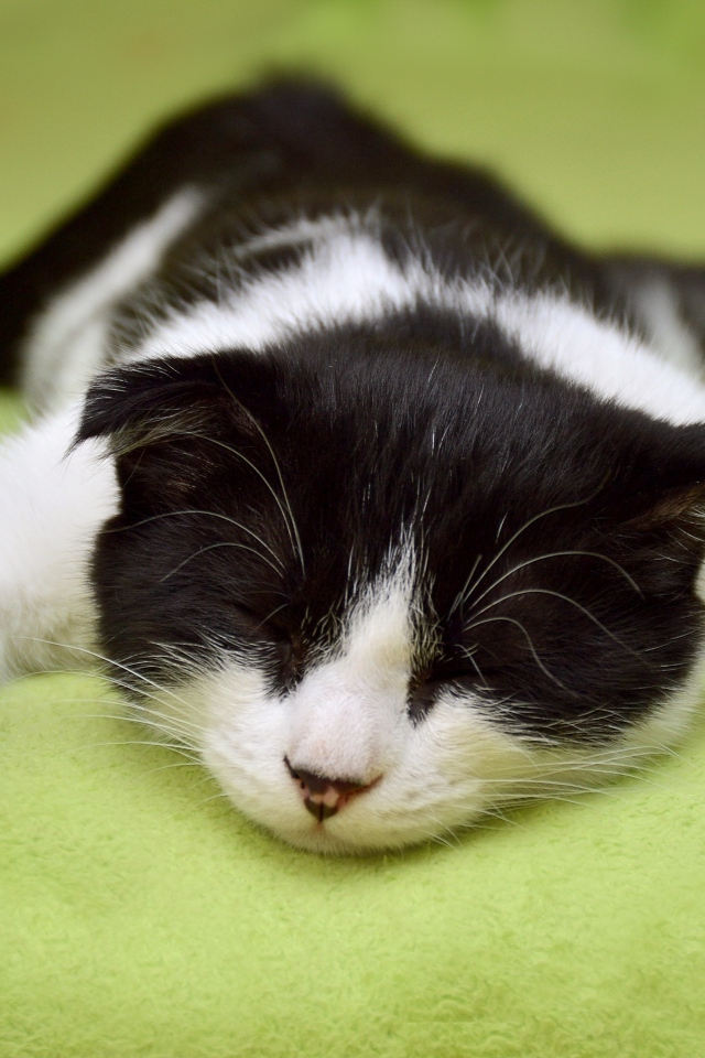 Черно-белый домашний кот спит на кровати