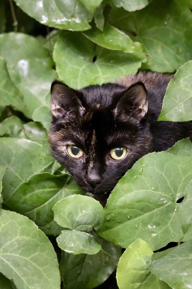 Черная кошка прячется в зеленых листьях