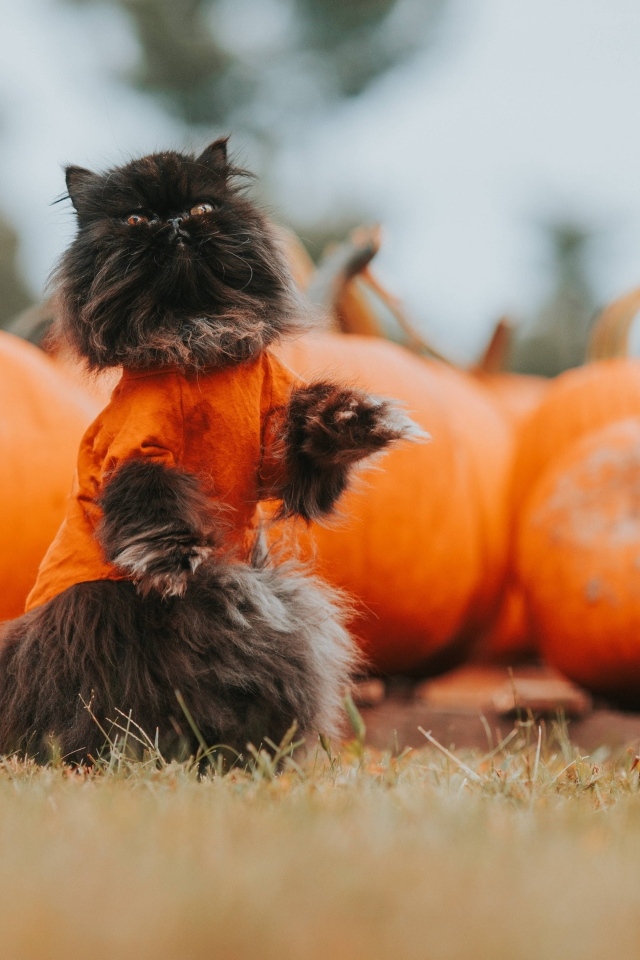 Черный кот с тыквами