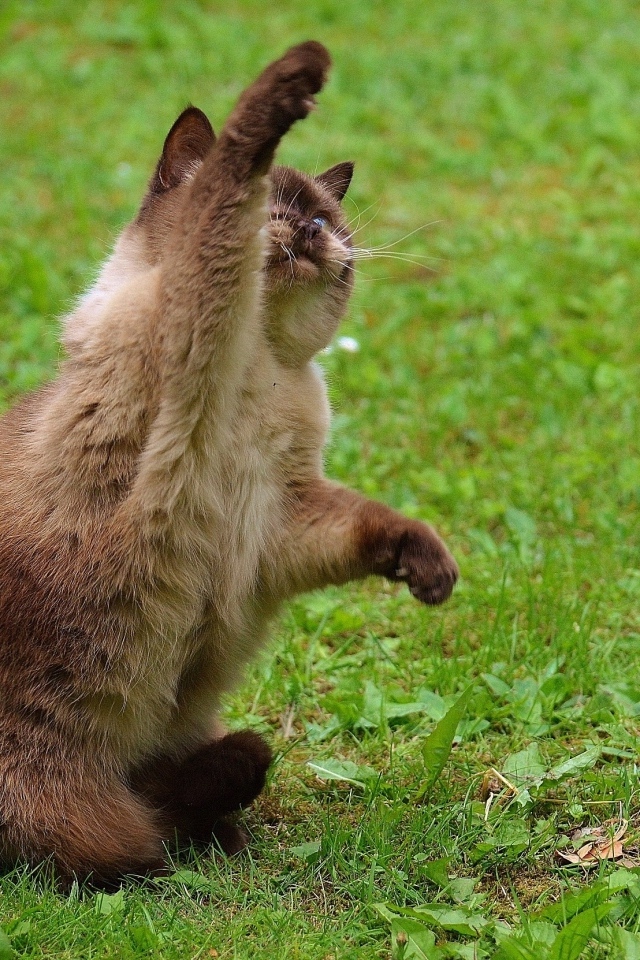 Котенок британской короткошерстной кошки с поднятой лапой