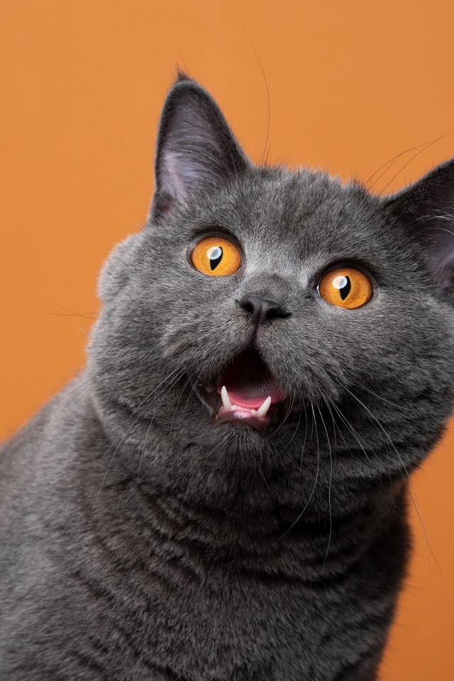 Британский кот с открытым ртом на оранжевом фоне