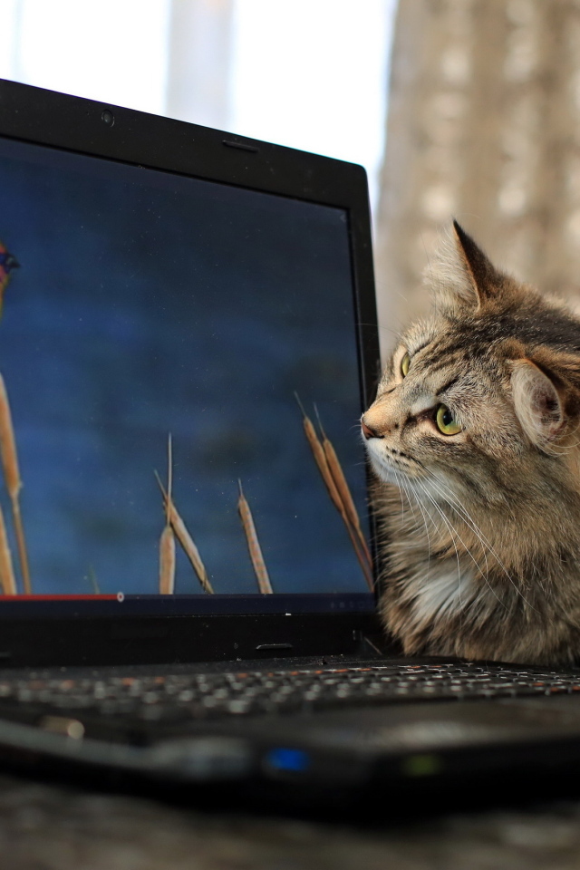 Любопытный серый кот с ноутбуком
