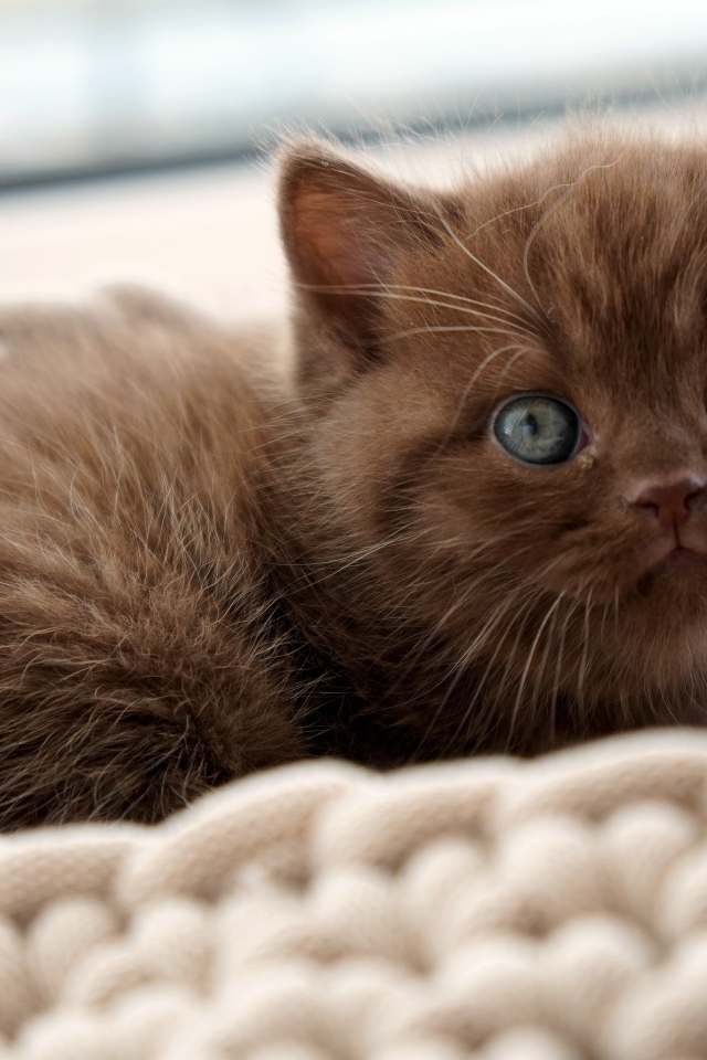 Милый котенок породы британская короткошерстная