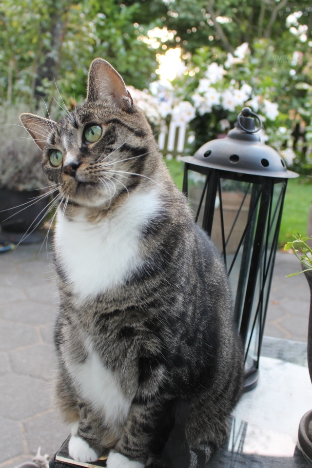 Милый серый домашний кот у клумбы