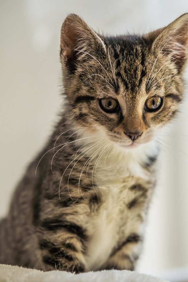 Милый серый котенок сидит на кровати