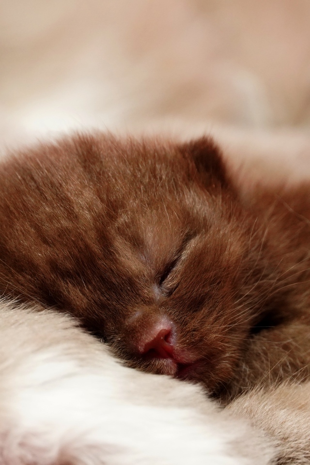 Милый спящий коричневый котенок
