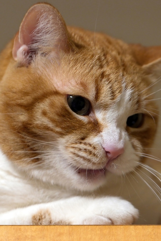 Недовольный рыжий кот крупным планом