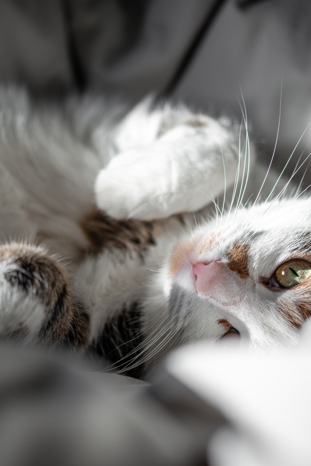 Домашний кот нежится в постели