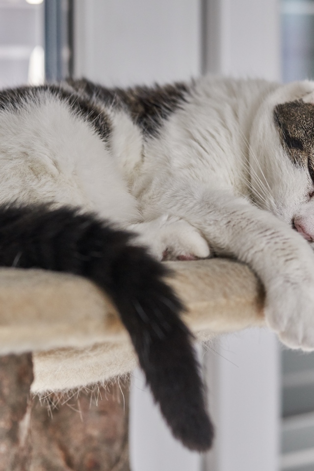 Домашний кот спит на лежанке