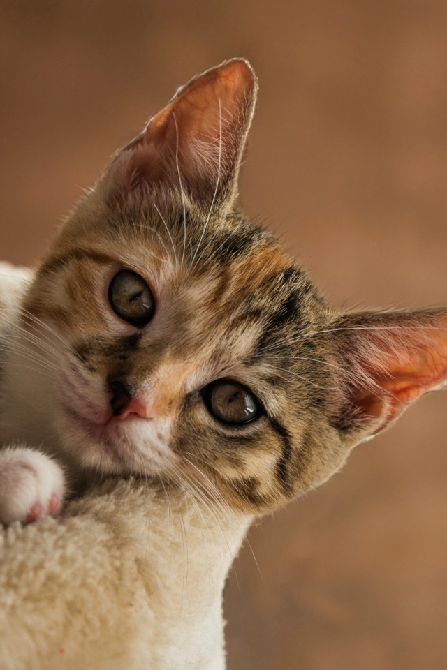Котенок Европейской  короткошерстной кошки