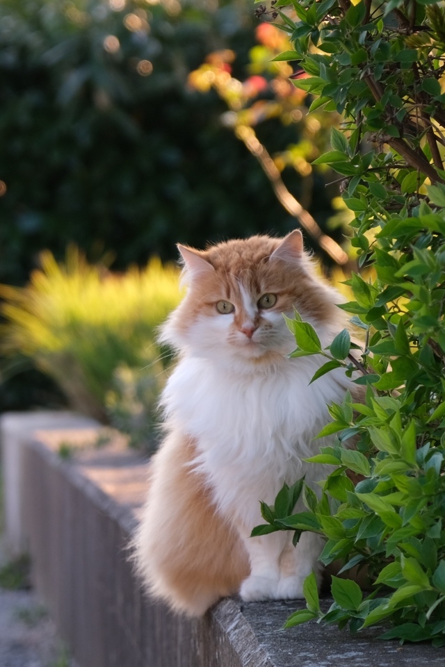 Пушистый рыжий с белым кот сидит у куста