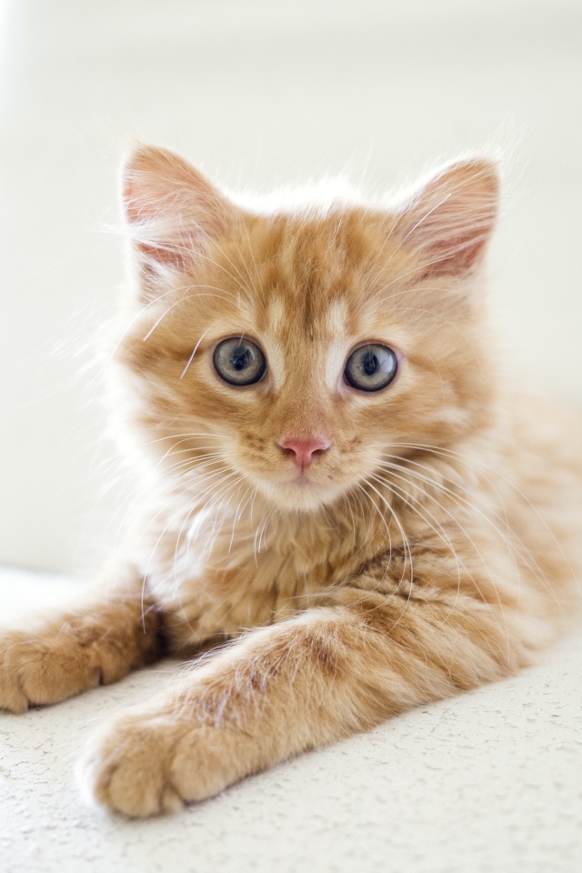 Испуганный рыжий котенок с большими глазами