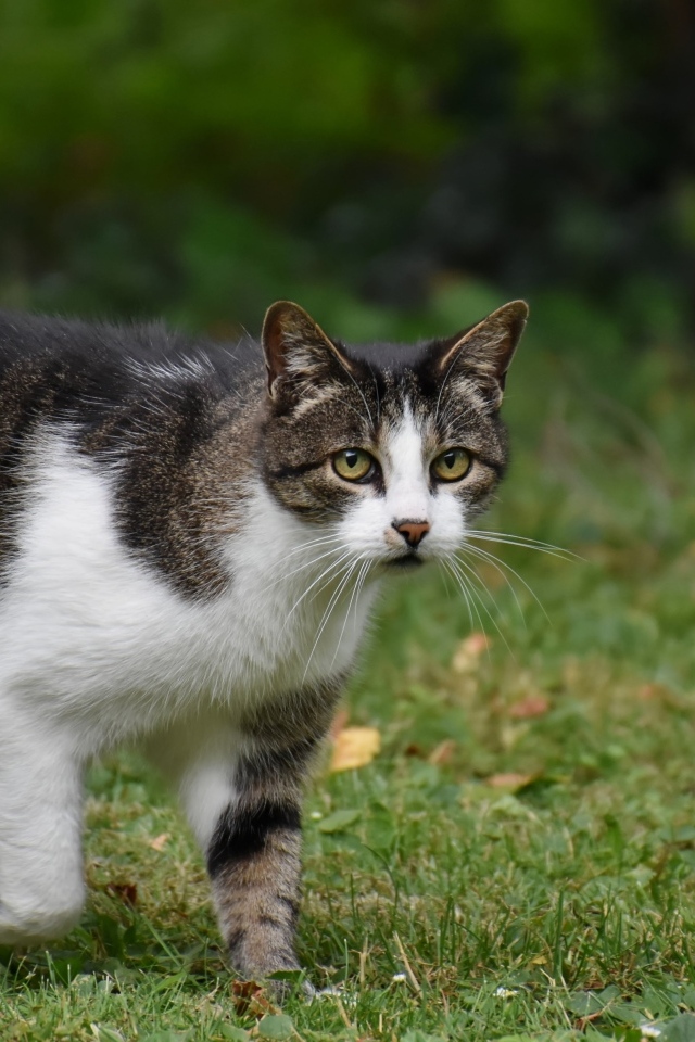 Серо-белый кот стоит на зеленой траве