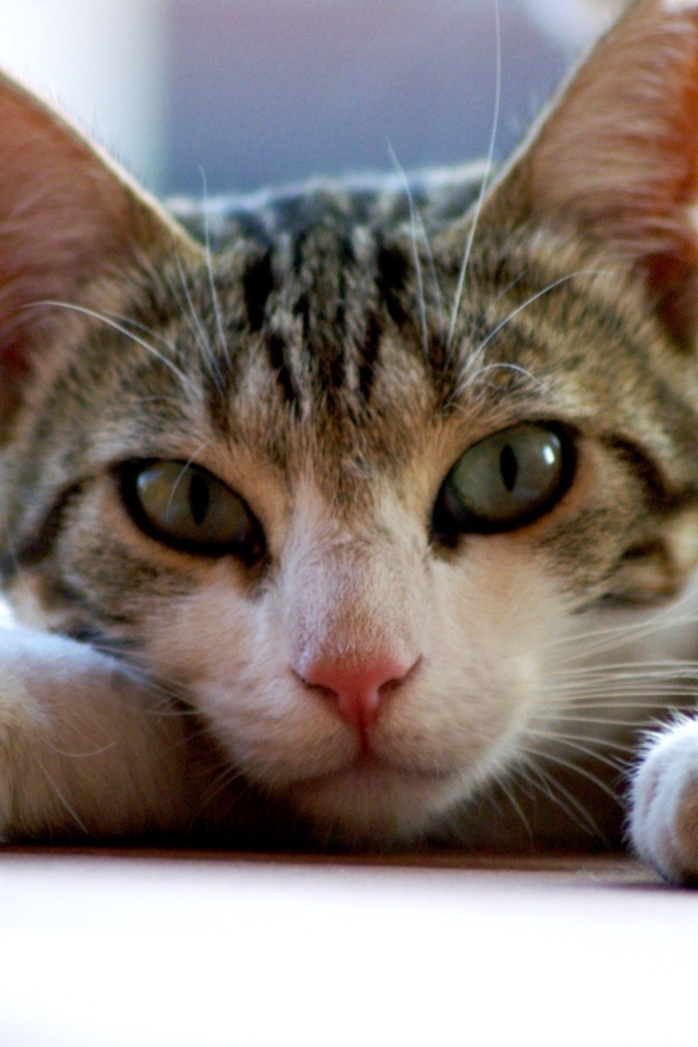 Серый с белым домашний зеленоглазый кот