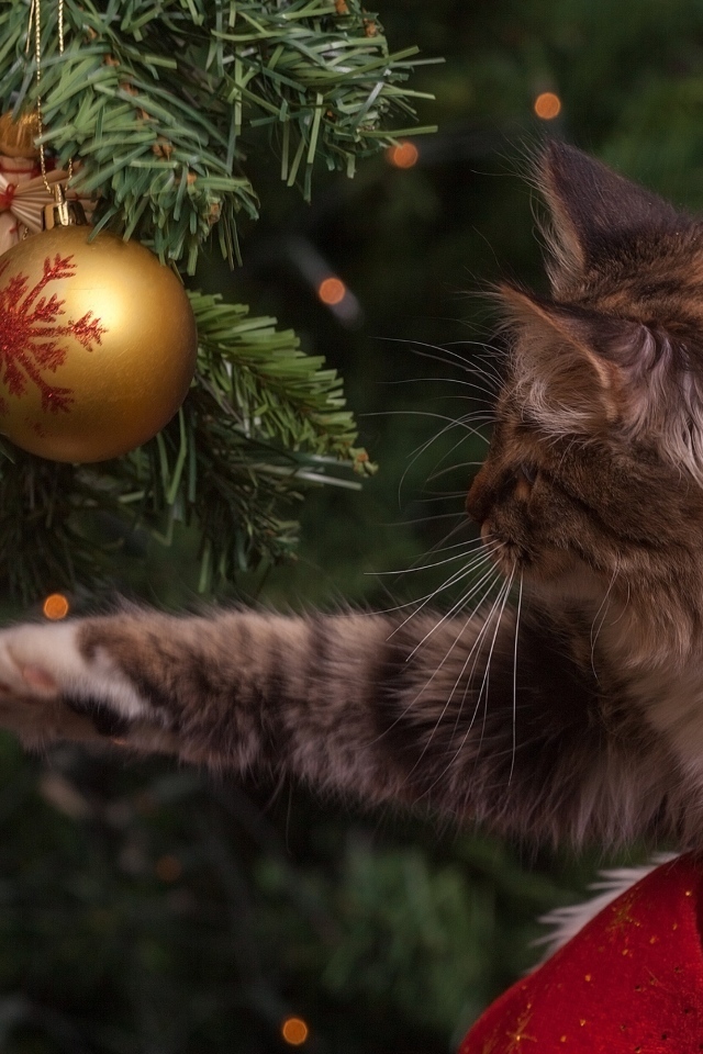Серый кот играет с игрушками на елке