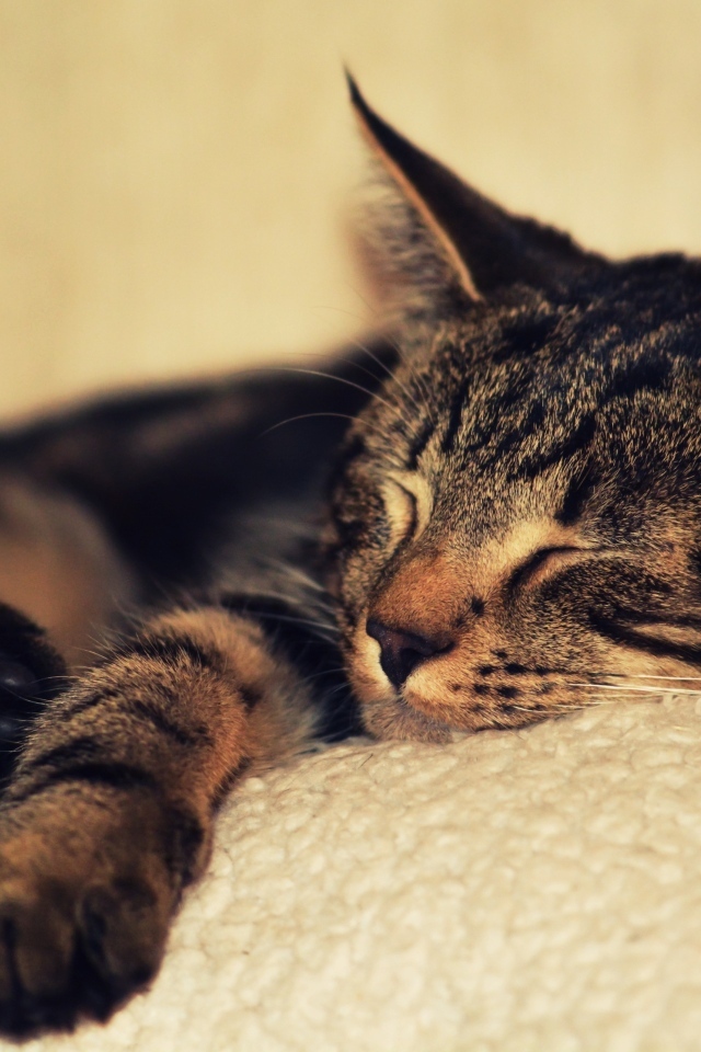 Серая кошка спит на белом покрывале