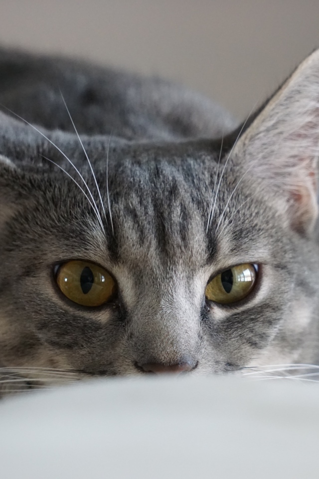 Серая кошка спит на диване