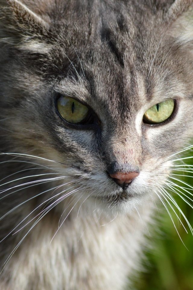 Серый кот с зелеными глазами на улице