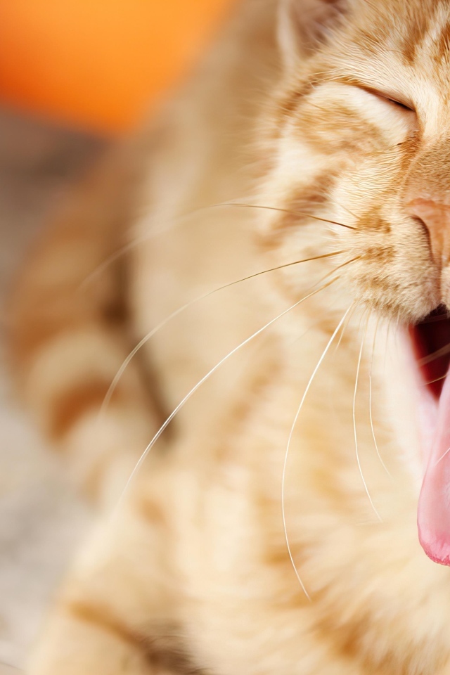 Серый кот с розовым языком зевает 