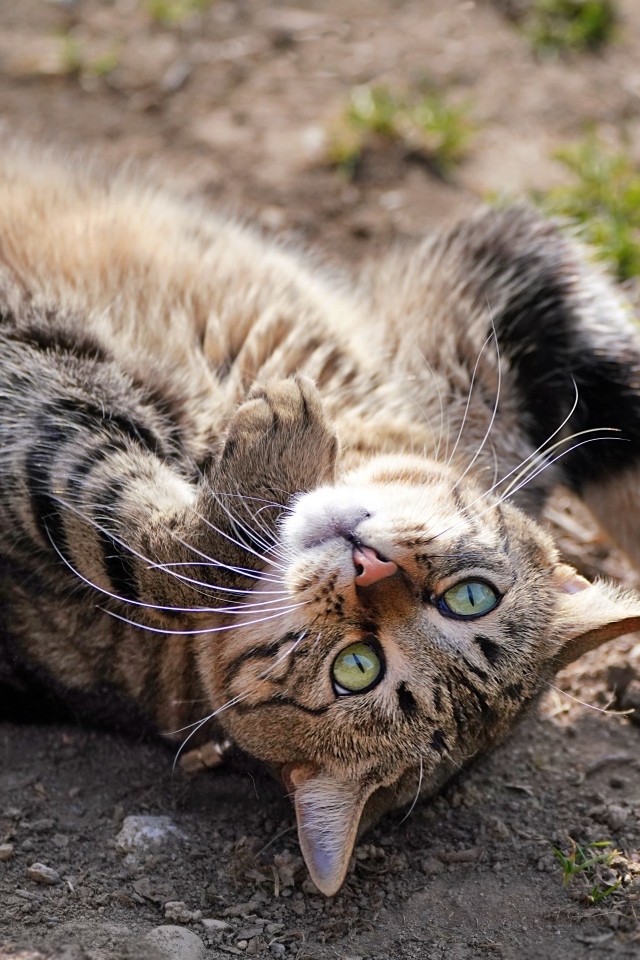 Серый зеленоглазый кот лежит на земле