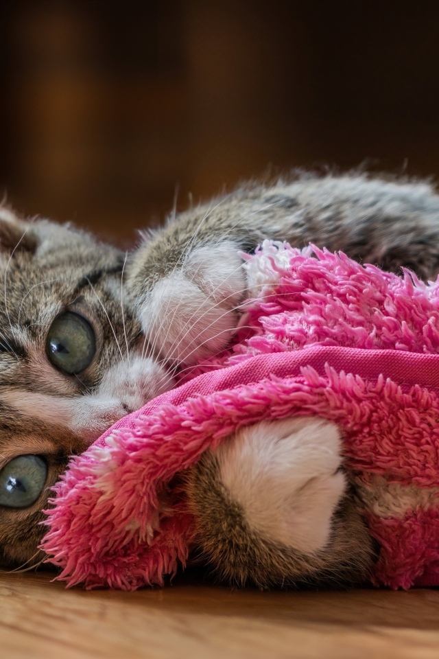 Серый котенок лежит на красном покрывале