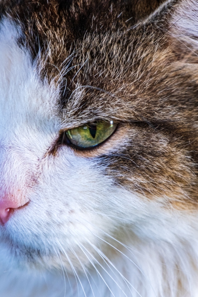 Зеленоглазый кот с розовым носом