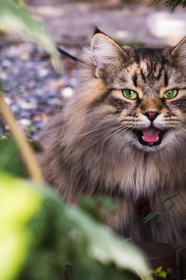 Зеленоглазый пушистый сибирский кот в кустах