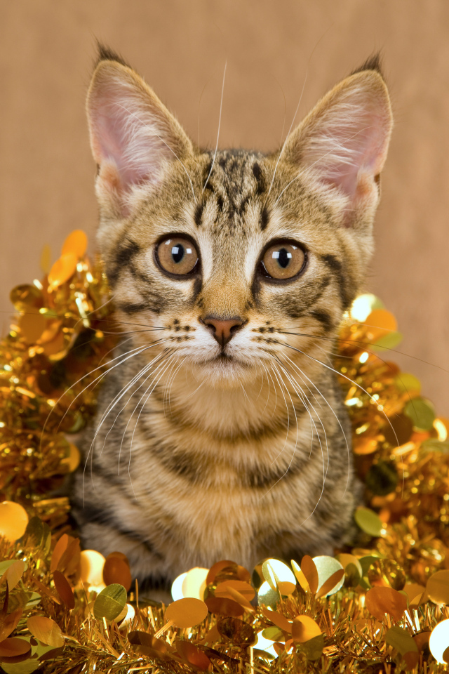 Котенок в новогодней мишуре