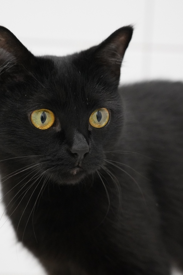 Большая домашняя черная кошка с желтыми глазами