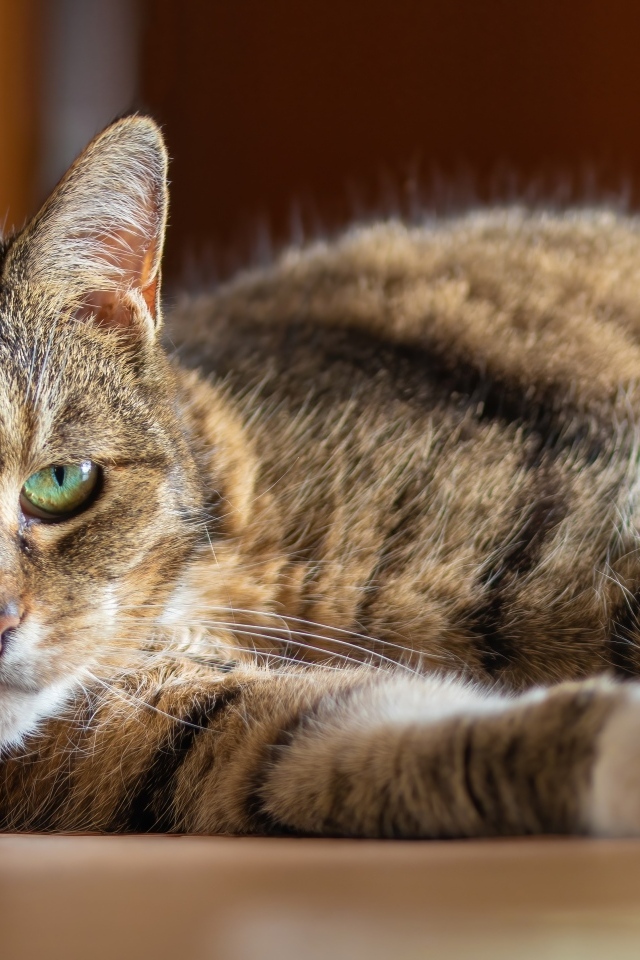 Большой домашний серый кот с зелеными глазами