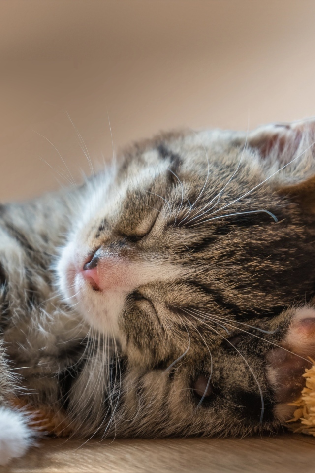 Маленький милый спящий серый котенок