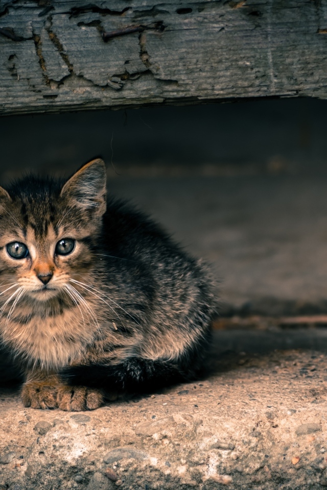 Маленький серый котенок в деревянной будке