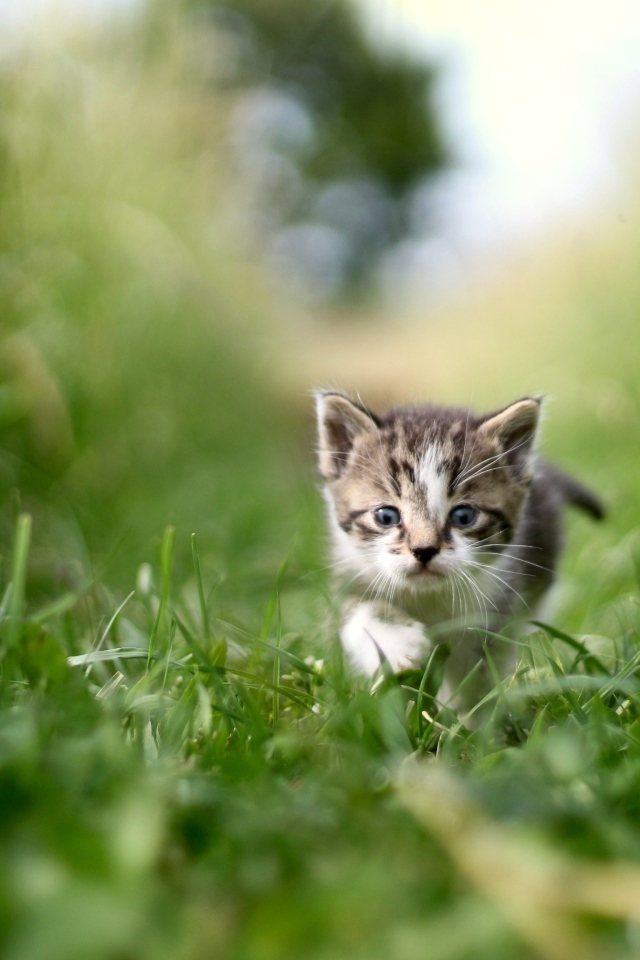 Маленький серый котенок в зеленой траве