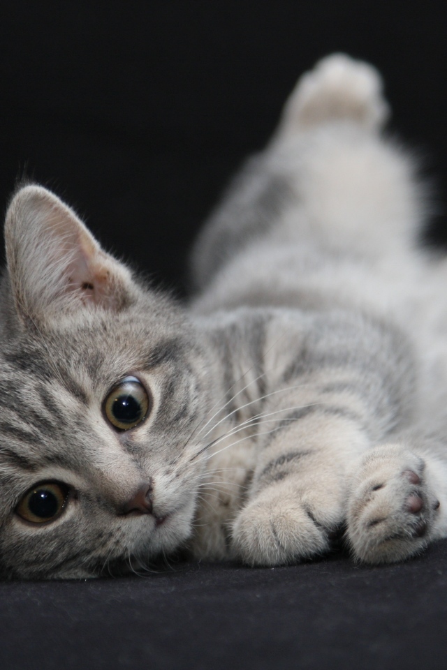 Маленький серый котенок на черном покрывале