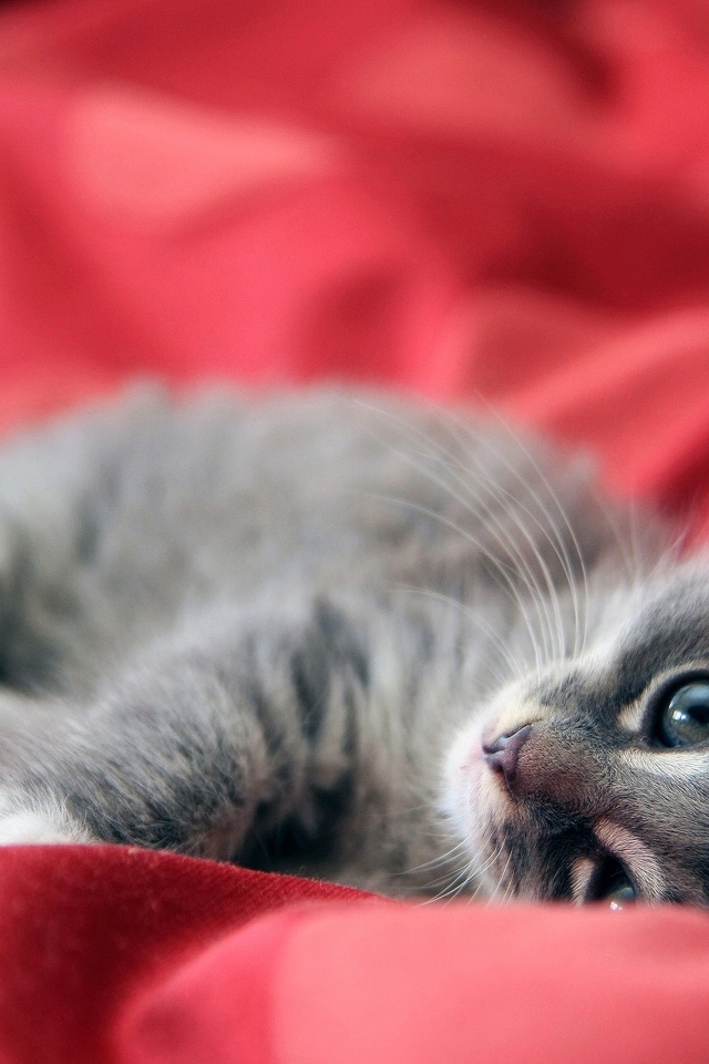 Маленький серый котенок на красном покрывале