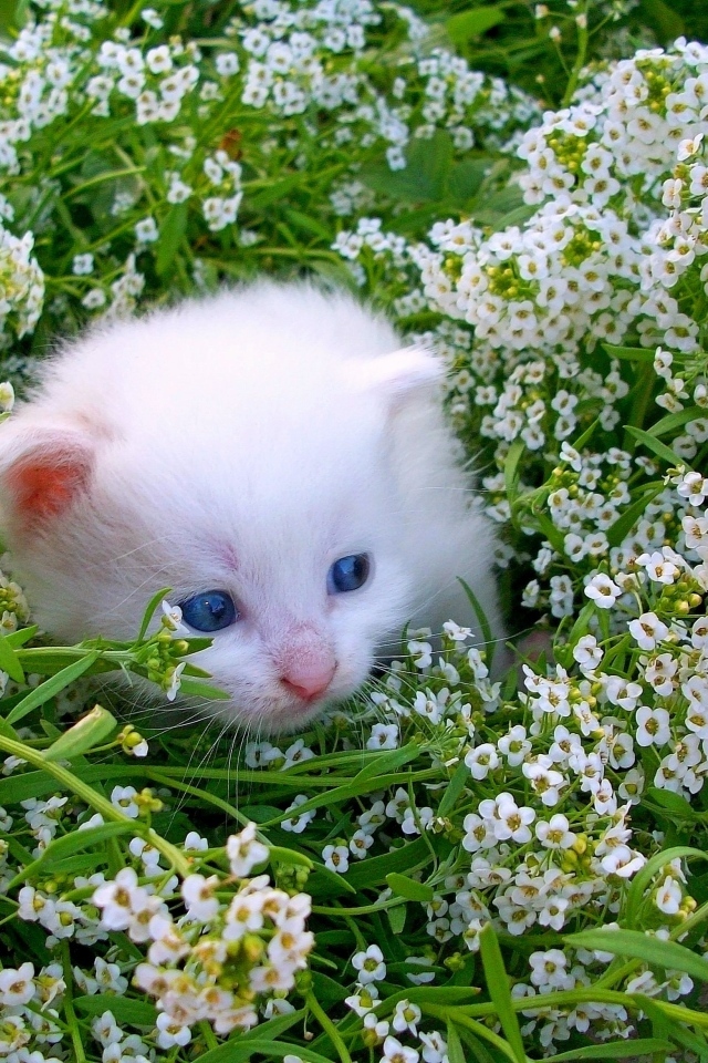 Маленький котенок в белых цветах