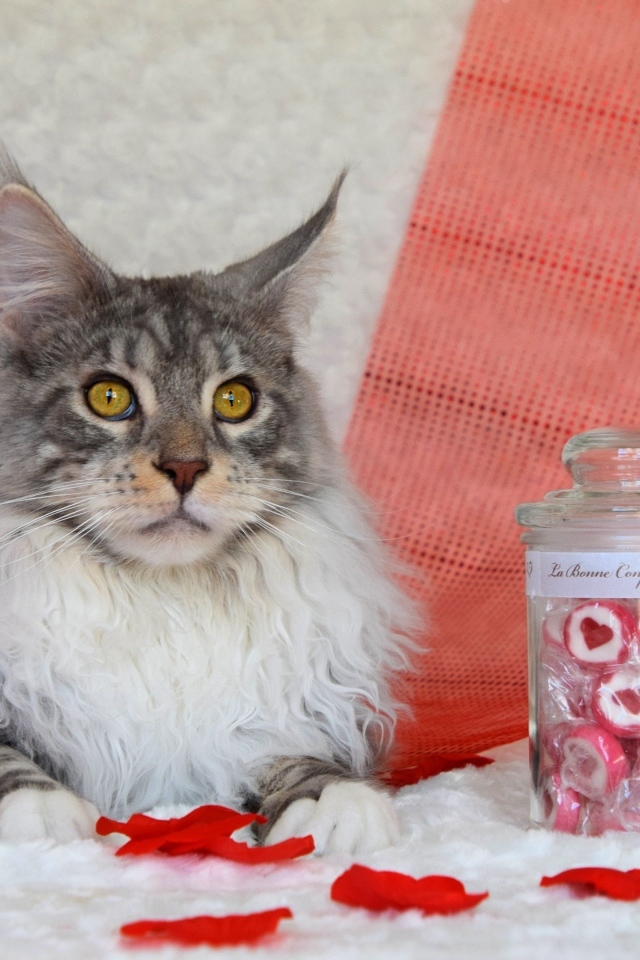 Кот породы мейн кун с сердечками