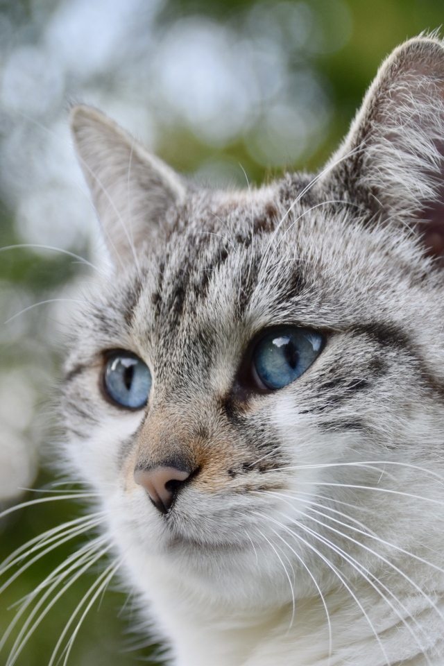 Морда голубоглазой породистой кошки