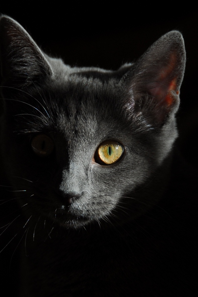 Морда серого котенка на черном фоне крупным планом