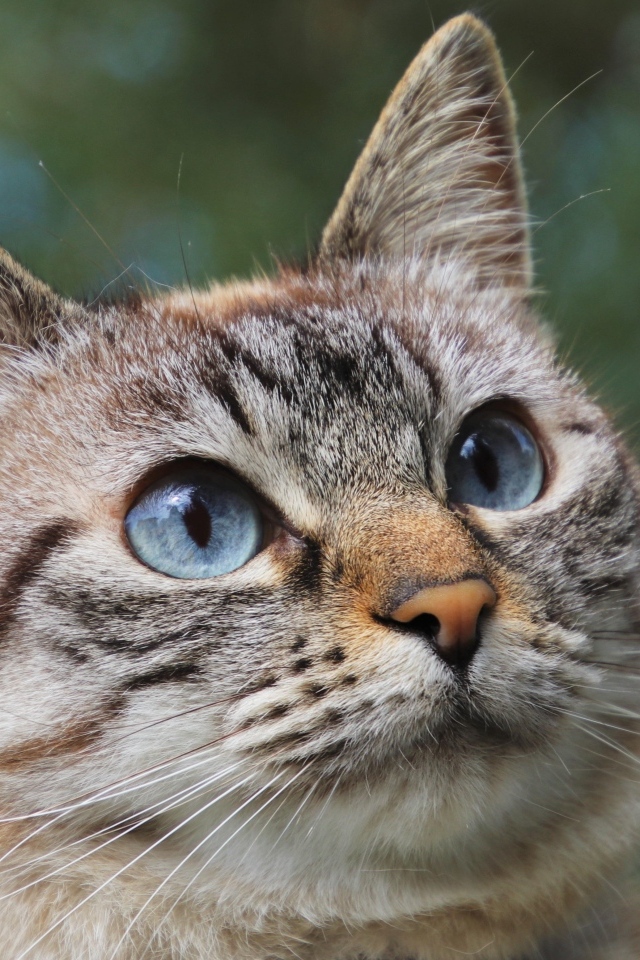 Морда породистой кошки с голубыми глазами