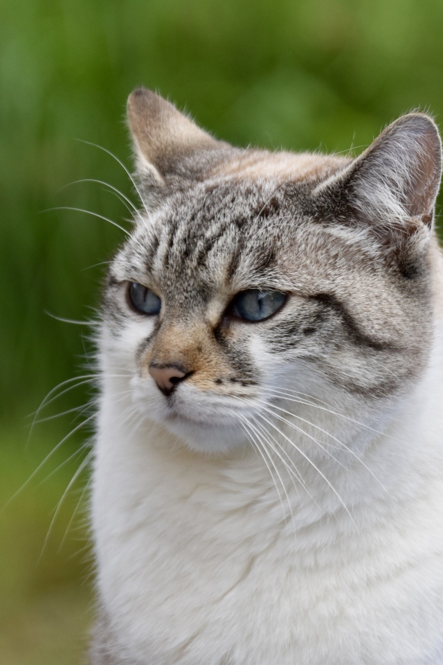 Задумчивый породистый кот 