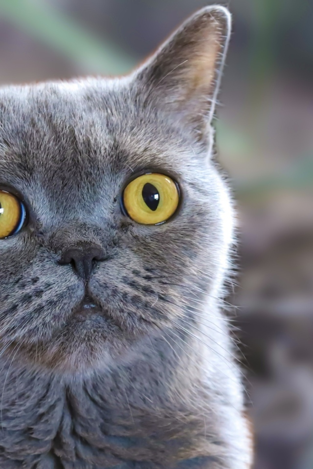 Породистый британский кот с большими желтыми глазами