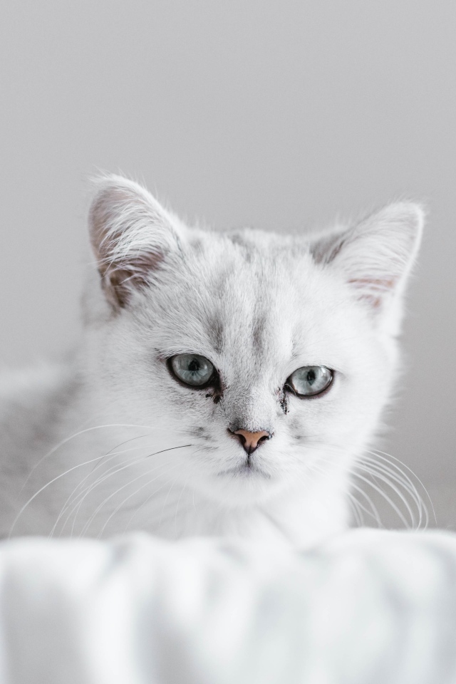 Породистый котенок сидит на белом покрывале