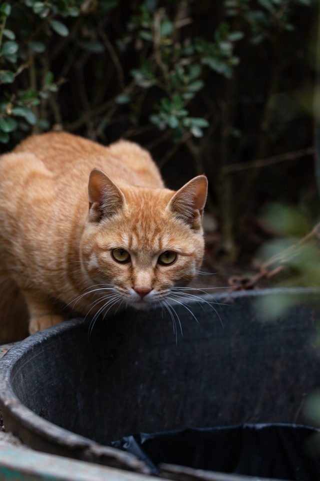 Рыжий кот пьет воду 