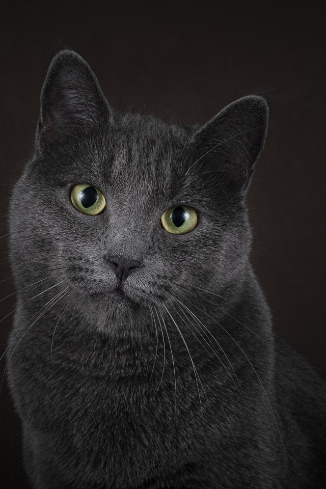 Русская голубая кошка на черном фоне