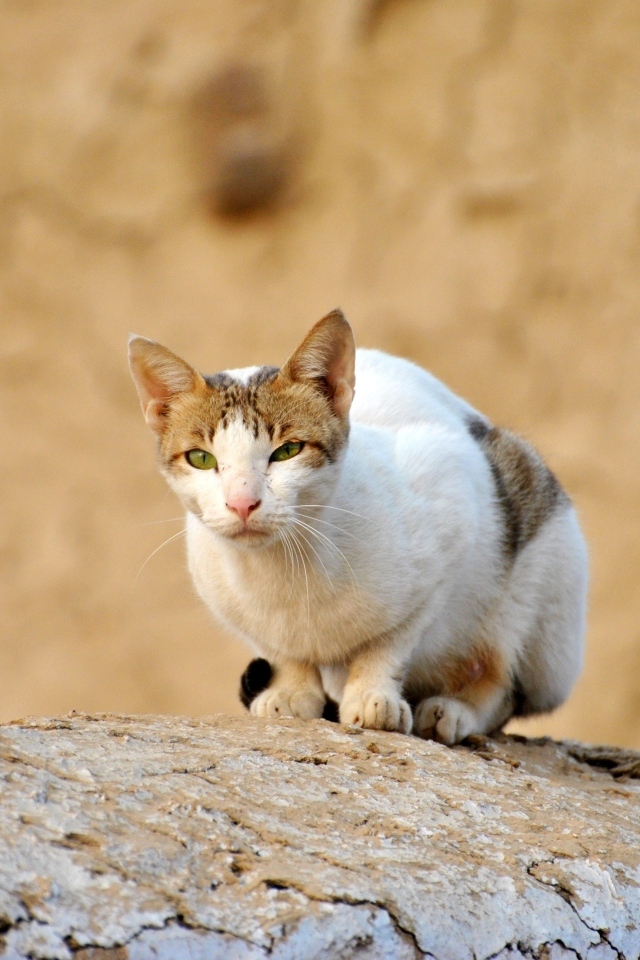 Грустный бродячий кот сидит на камне
